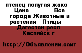 птенец попугая жако  › Цена ­ 60 000 - Все города Животные и растения » Птицы   . Дагестан респ.,Каспийск г.